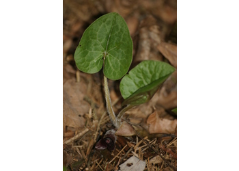 Gewöhnliche Haselwurz (Asarum europaeum) - © Emanuel Trummer